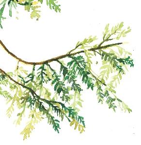 background of branches